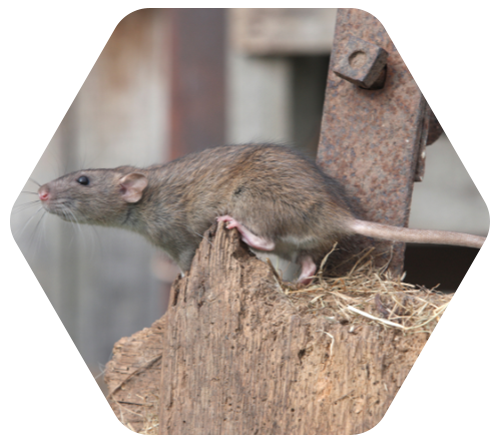 Rat — dératisation